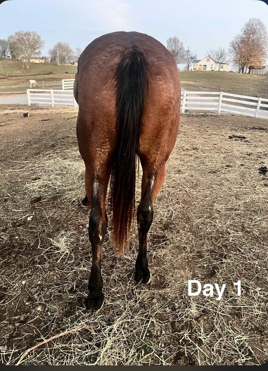 Emily’s mare
