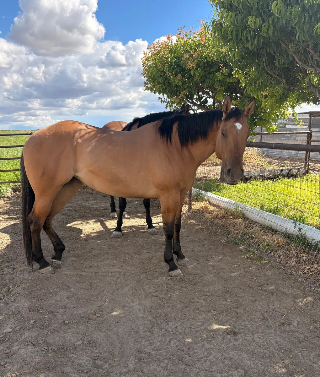 Denim outdoors on day 90, after 90 days on the protocol