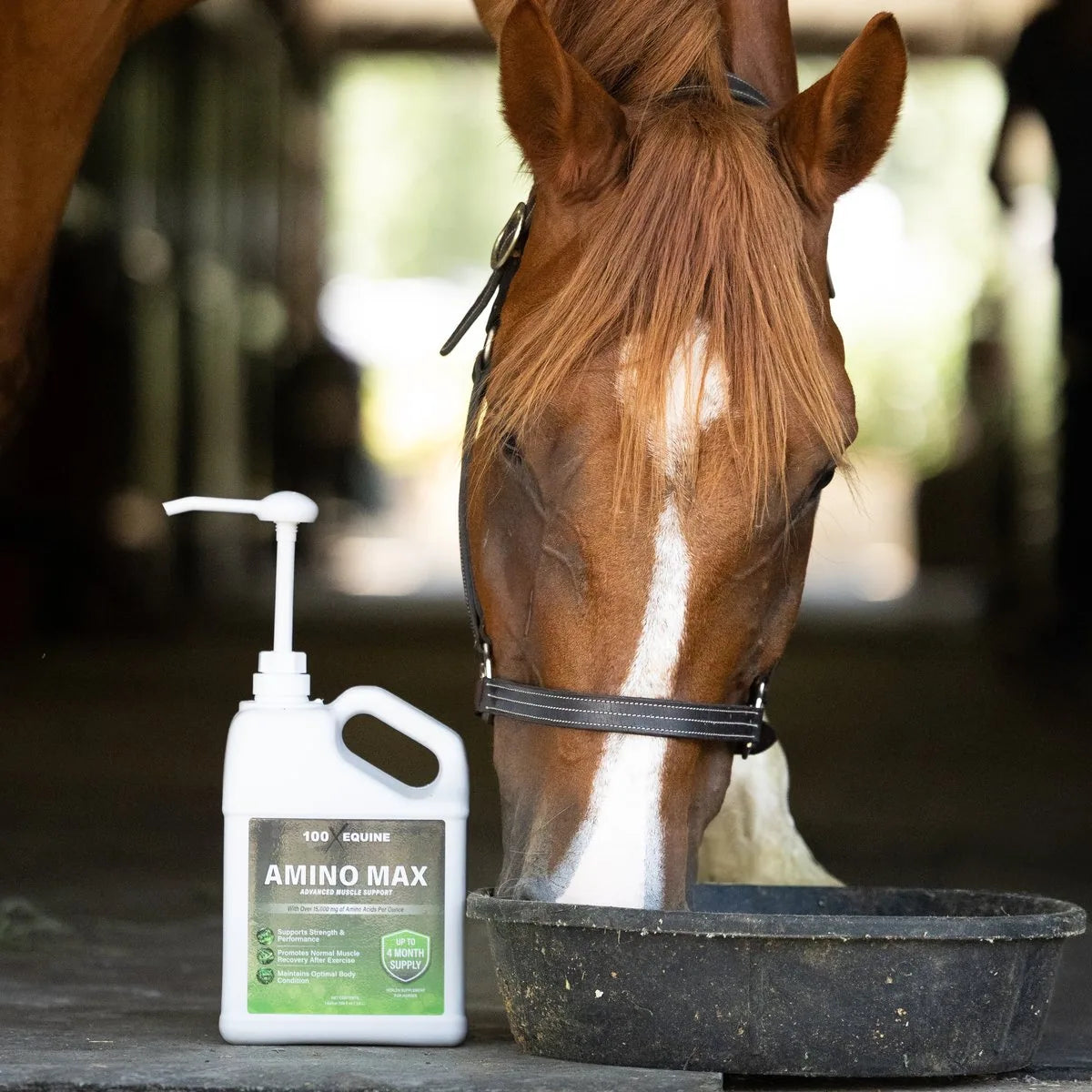 Horse eating a ration top-dressed with Amino-MAX