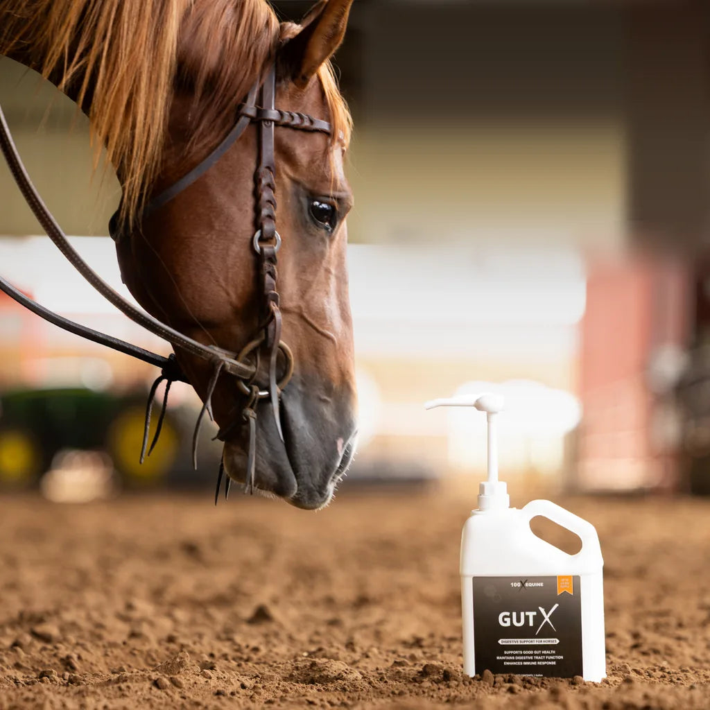 Chestnut horse lowering its head toward a jug of Gut X in an arena