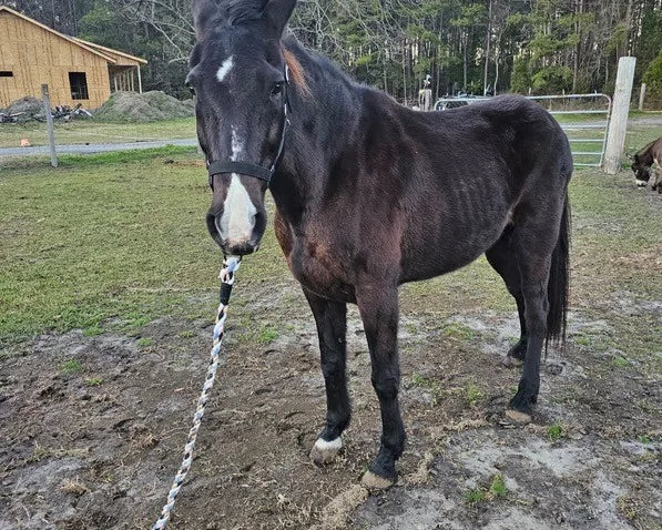 Daniela's mare before, thin with ribs and hip showing
