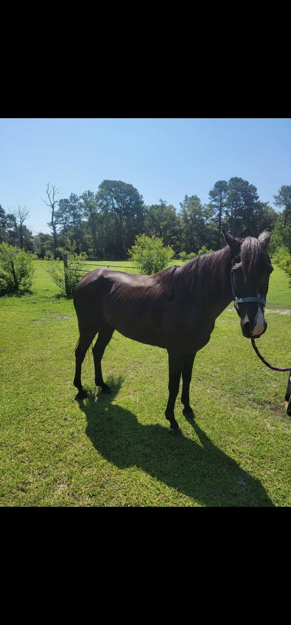 Daniela’s gelding