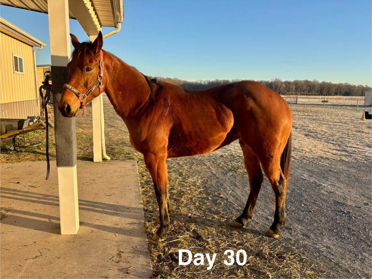 Show-prep shine