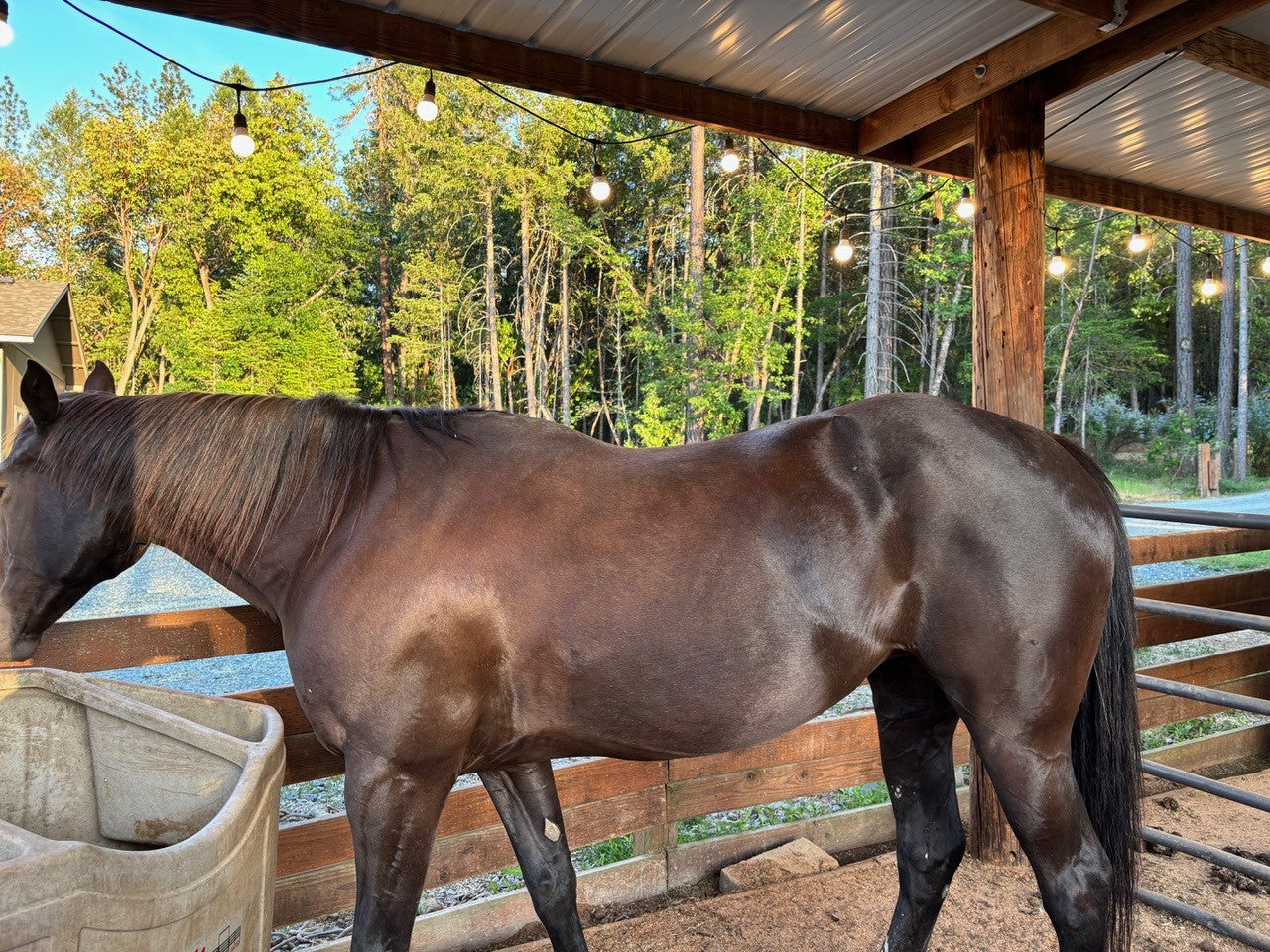 Madi’s mare, summer