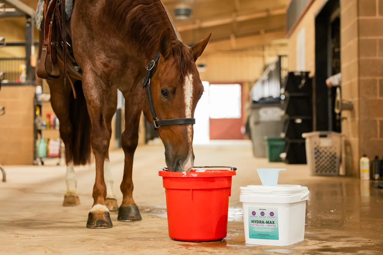 A horse drinking from a water bucket in the barn aisle, with Hydra-MAX alongside
