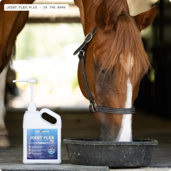 A chestnut horse eating from a feed pan in the barn with the Joint Flex Plus gallon beside it