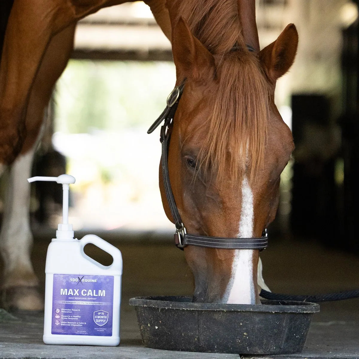 Horse eating a ration top-dressed with Max Calm