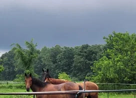 Customer photo from Sylvia P.