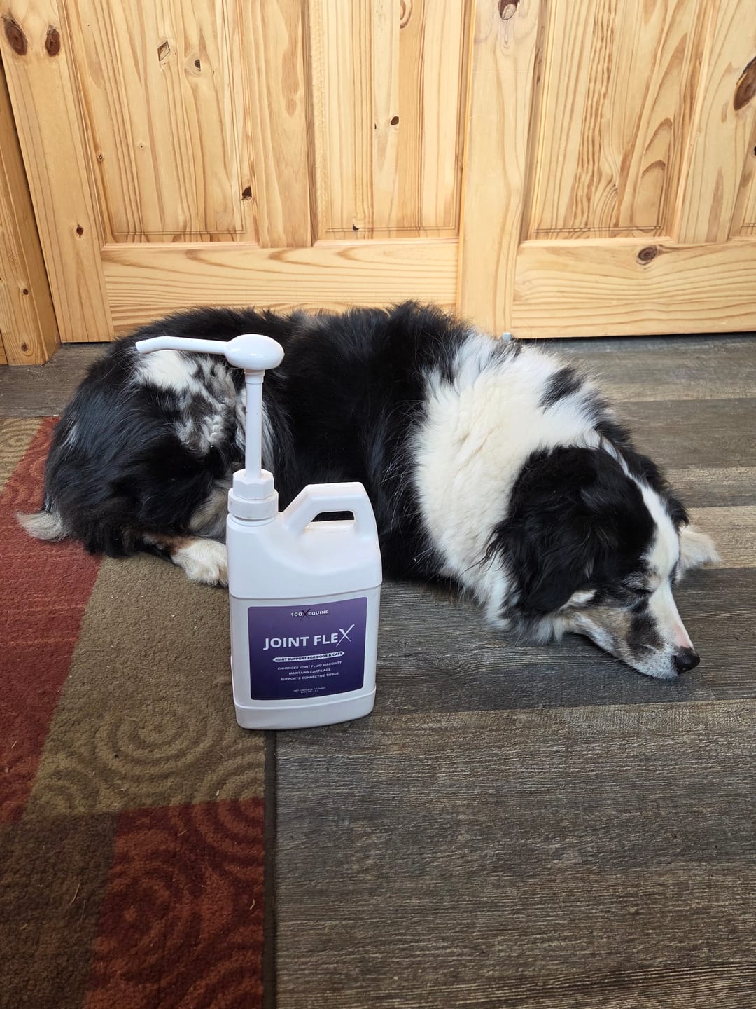 Joint Flex bottle beside a resting Australian Shepherd
