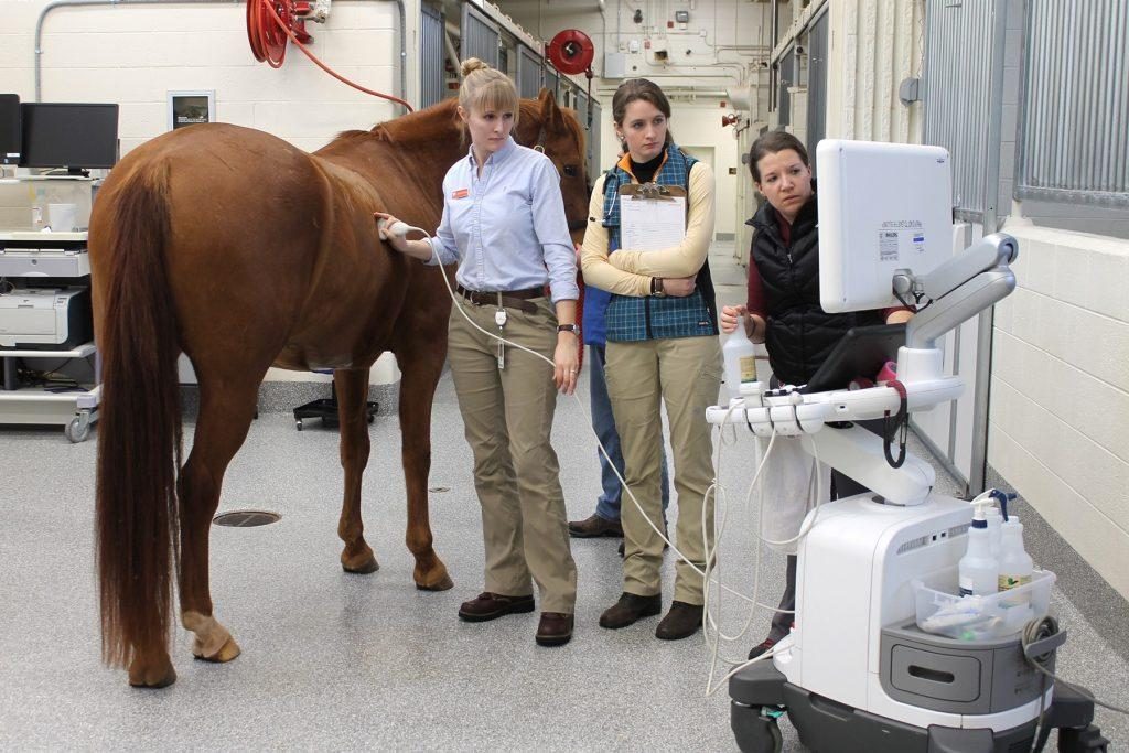 Dr. Peterson performing an equine clinical evaluation