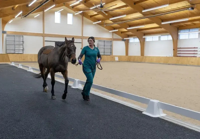 Performance horse in work