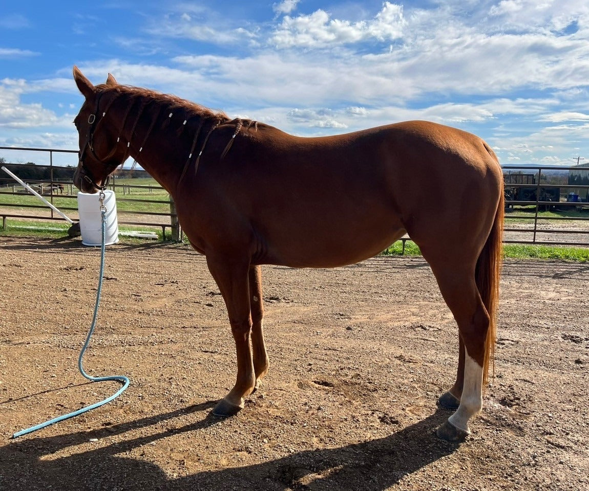 Austyn’s rescue mare