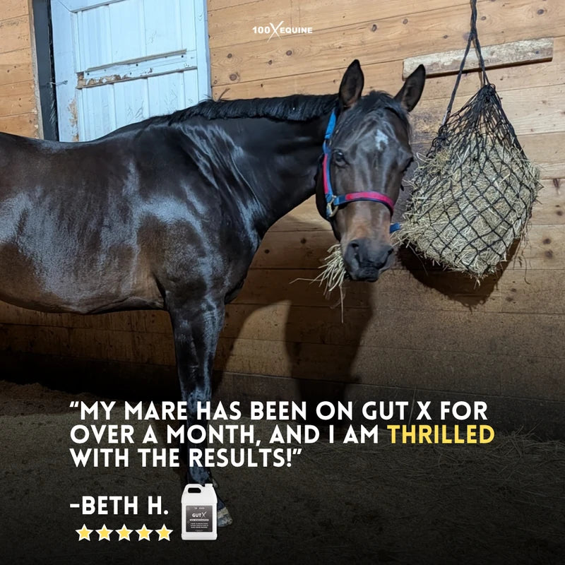A dark bay mare beside a hay net. Five star review from Beth H: my mare has been on Gut X for over a month and I am thrilled with the results
