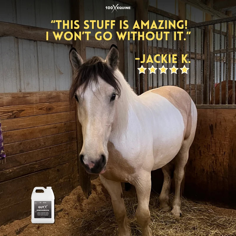 A buckskin horse in a stall. Five star review from Jackie K: this stuff is amazing, I will not go without it