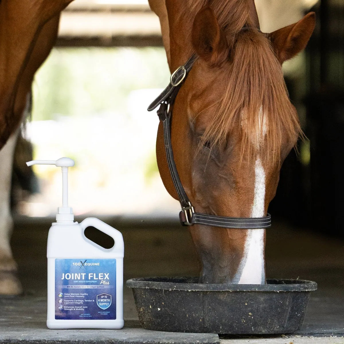 Chestnut horse eating beside a jug of 100X Joint Flex Plus